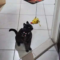 واگذاری گربه راشن بلو ( russian blue )