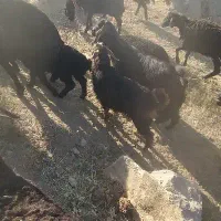 بز بزغاله