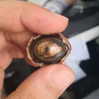مهره و جواهرات