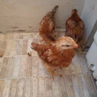 سه عدد جوجه محلی