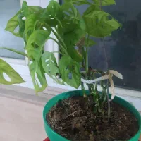 گل اپارتمانی
