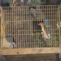 سهره قناری
