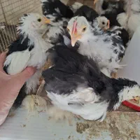 جوجه کوشین ۴ ماهه