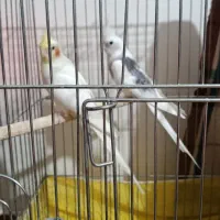 عروس هلندی نروماده