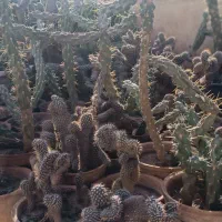 کاکتوس|گل و گیاه طبیعی|برخوار, |دیوار