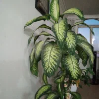 گل دیفن باخیا