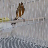 قناری سوخته سرخ و چمن