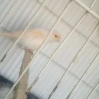 قناری ماده اماده مزایکی