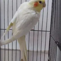 عروس هلندی معاوضه