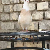 طوقی ماده