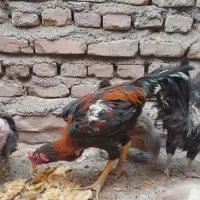 خروس لاری