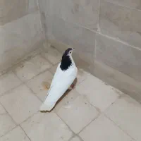 کبوتر