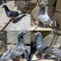 پلاکی مسافت عالی