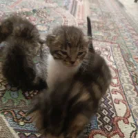 واگذاری رایگان
