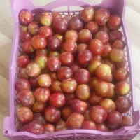 آلوچه شیرین وخوشمزه