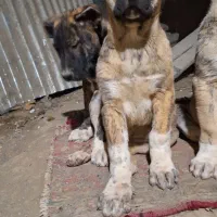 سگ خراسانی سه ماهه