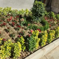 خدمات باغبانی گلکاری کاشت گل درحیاط و گلدان