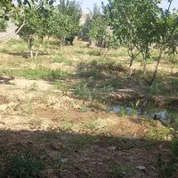 باغچه