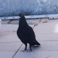 ماده کلاغ گوهک