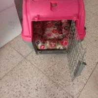 سگ پاپی