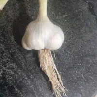 سیر تازه