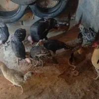 مرغ با بوقله