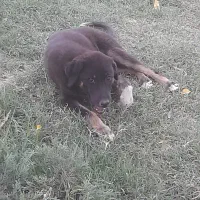 سگ پیداشده