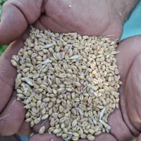 خرید و فروش گندم آبی و دیم