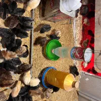 جوجه محلی،گلین پنگوئنی،برهما بوقلمون ،اردک