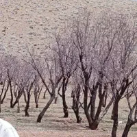 زمین باغی