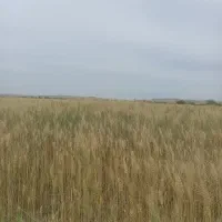 فروش گندم و کاه