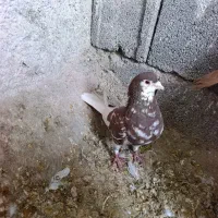 شهری یال گلدار