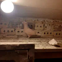 زرد دمسفید کاکل