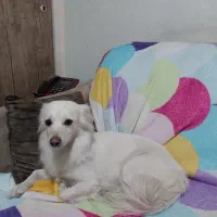 واگذاری توله سگ 8 ماهه