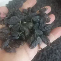 کشمش مراغه