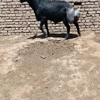 فروش قوچ قره قزل