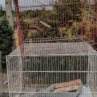 قفس تعداد