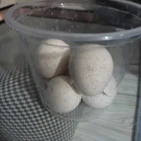 تخم بوقلمون نطفه دار