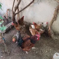مرغ و خروس