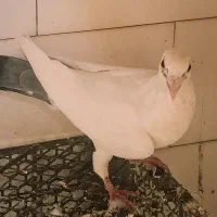 کبوتر سفید پلاکی