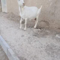 بز سانن