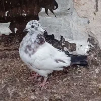 جوجه