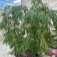 درختچه آمستل کینگ