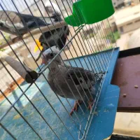 سه عدد جوجه 40رروز وایتفیس