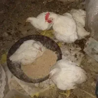مرغ ارگانیک پرواری