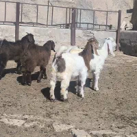 بزغاله پاکستانی درجه۱
