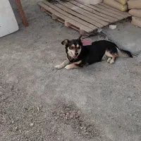 سگ پاکوتا