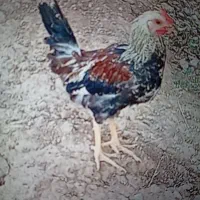 جوجه ۶ماه واردک هرروز تخم میزاره.