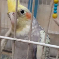 عروس هلندی