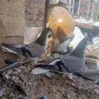 دو تا ماده دمگیر درجه ۱